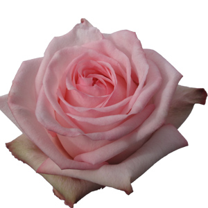 Rose Pink O'Hara 50cm - Bunch of 25 Stems