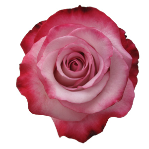 Rose Pink Farfalla 60cm - Bunch of 25 Stems