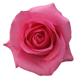 Rose Pink Martini 60cm - Bunch of 25 Stems