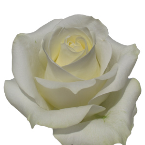 Rose Polar Star 50cm - Bunch of 25 Stems