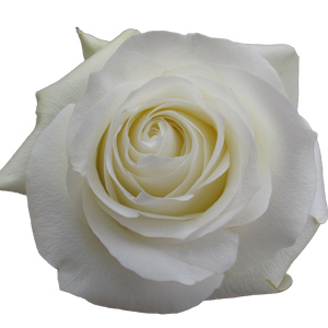 Rose Proud 50cm - Bunch of 25 Stems