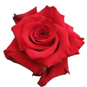 Rose Red Paris 50cm - Bunch of 25 Stems
