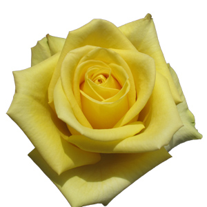 Rose Stardust 40cm - Bunch of 25 Stems