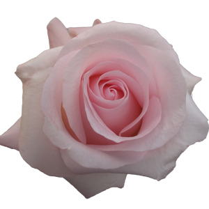 Rose Sweet Akito 60cm - Bunch of 25 Stems