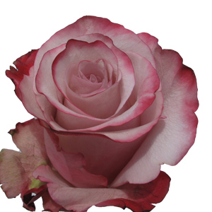 Rose Sweetberry 60cm - Bunch of 25 Stems