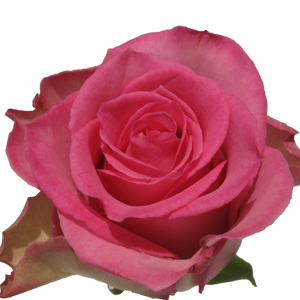 Rose Sweet Unique 40cm - Bunch of 25 Stems