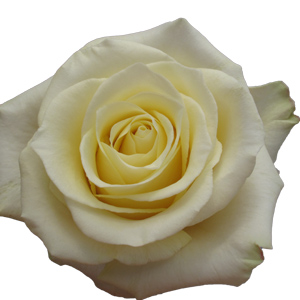 Rose Takini 60cm - Bunch of 25 Stems