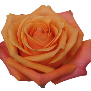 Rose Taxo 50cm - Bunch of 25 Stems