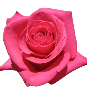 Rose Topaz 60cm - Bunch of 25 Stems