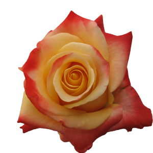 Rose Touch of Class 40cm - Bunch of 25 Stems