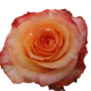 Rose Twilight 40cm