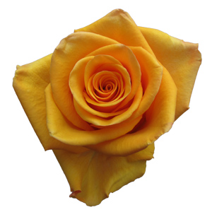 Rose Tycoon 60cm - Bunch of 25 Stems