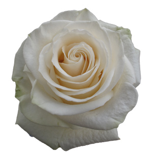 Rose Vendela 50cm - Bunch of 25 Stems
