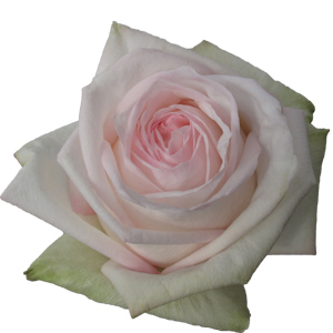 Rose White O'Hara 50cm - Bunch of 25 Stems