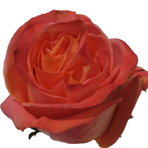 Rose Wild Spirit 50cm - Bunch of 25 Stems