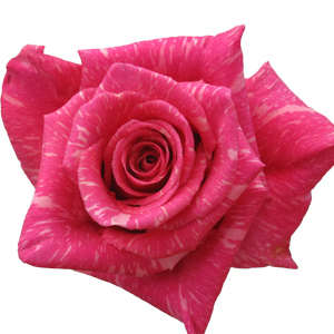 Rose Yazoo 60cm - Bunch of 25 Stems