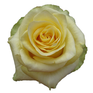 Rose Yellow Finess 60cm - Bunch of 25 Stems