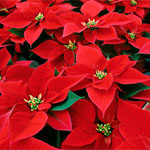 Poinsettia Red 4 inch pot